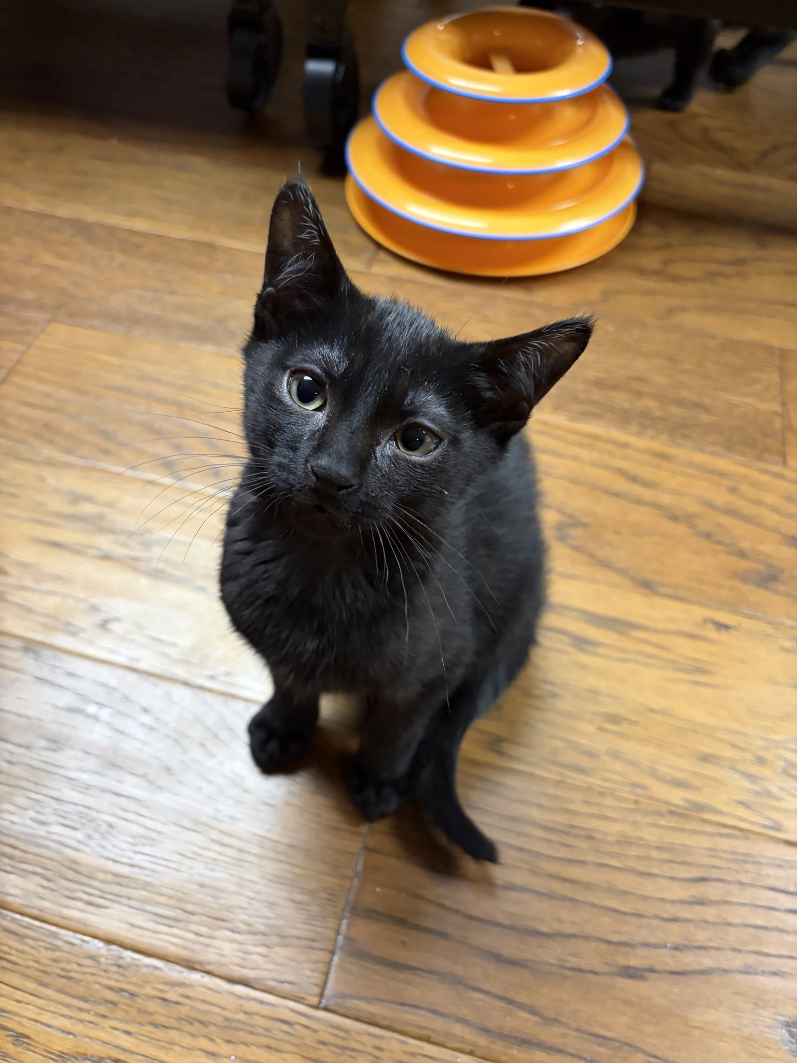 Amos KITTEN Image