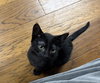 Amos KITTEN - Photo 2