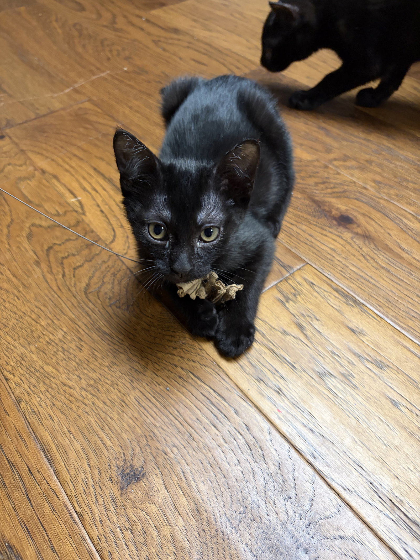 Eloise KITTEN Image