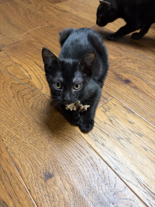 Eloise KITTEN