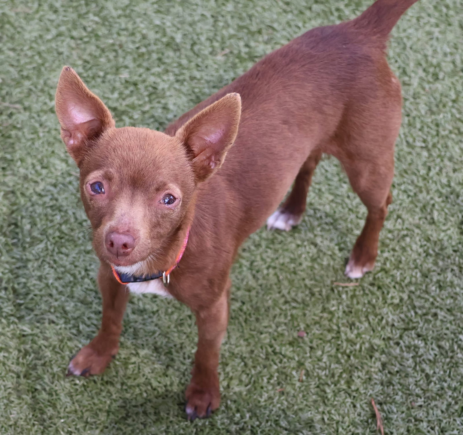 Chihuahua