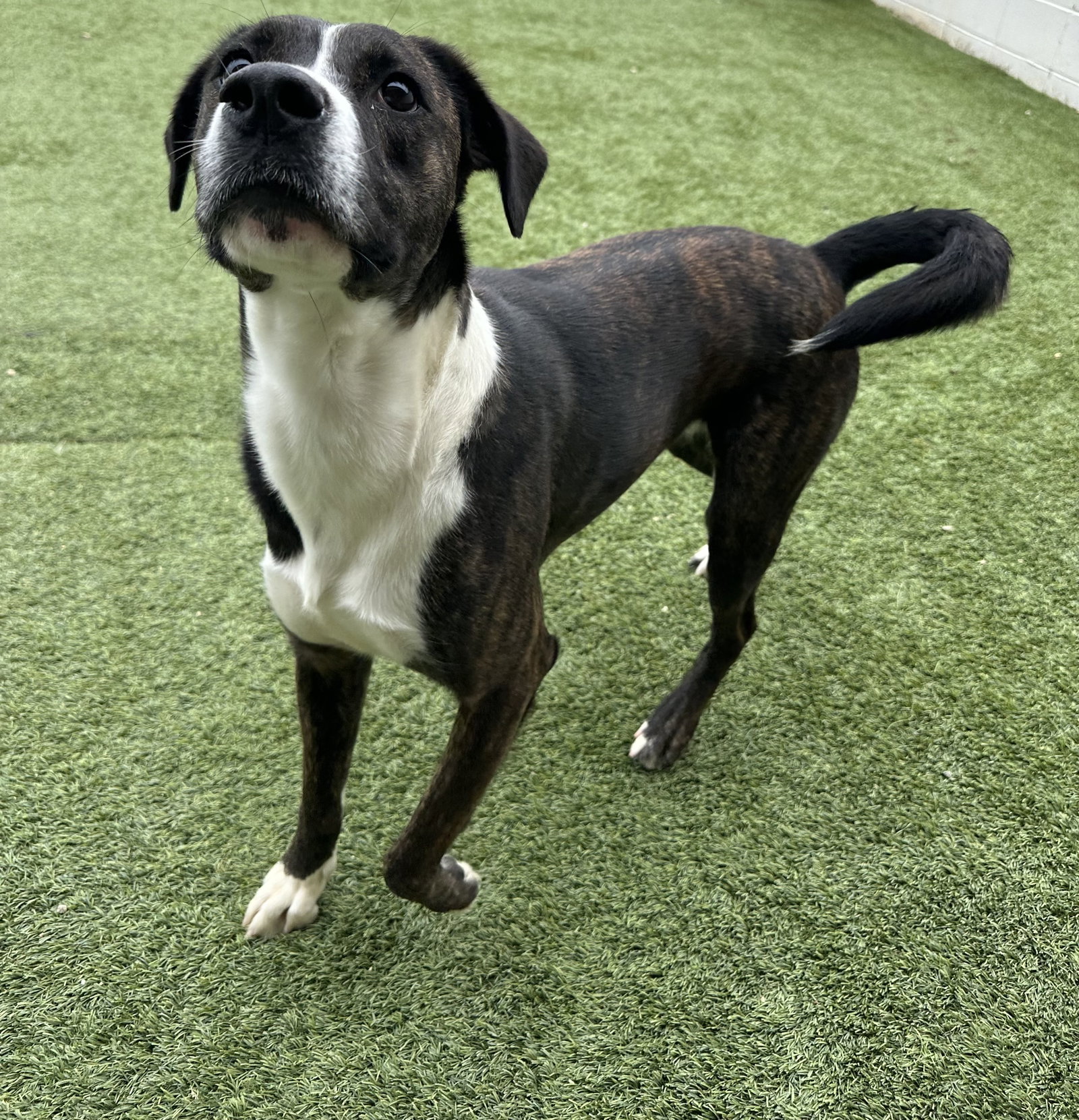 Mountain Cur
