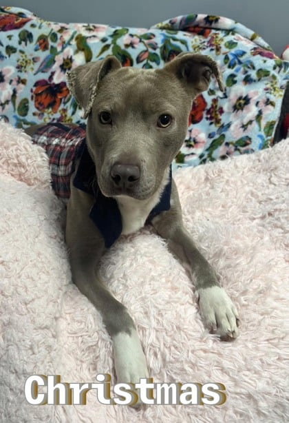 Pit Bull