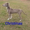 Christmas Dixon
