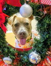 Christmas Dixon
