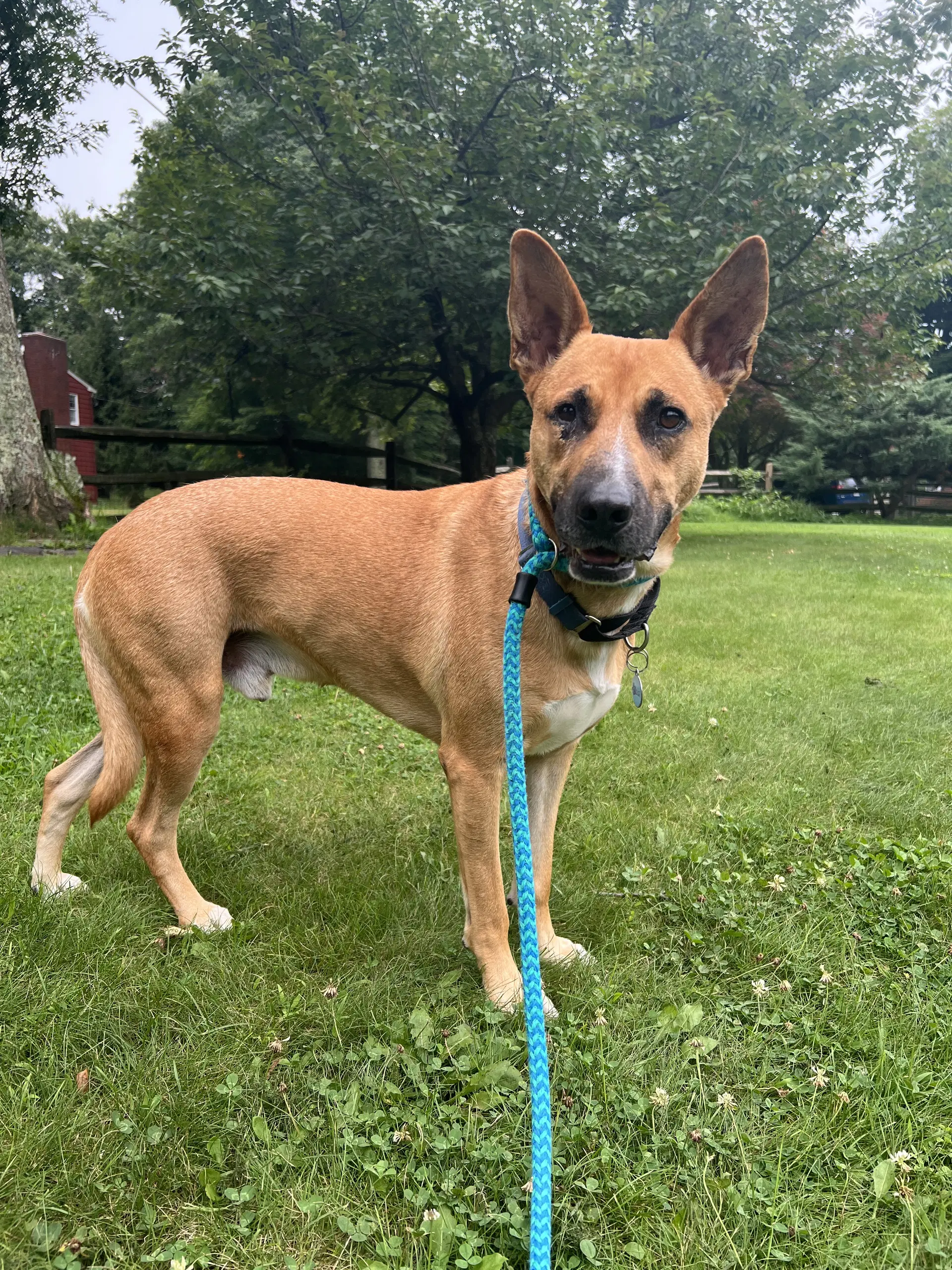 Jack Dixon - Carolina Dog