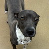 Rocko GCH