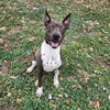 Rocko GCH
