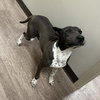 Rocko GCH