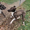 Rocko GCH