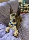 Rocko GCH