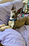 Rocko GCH