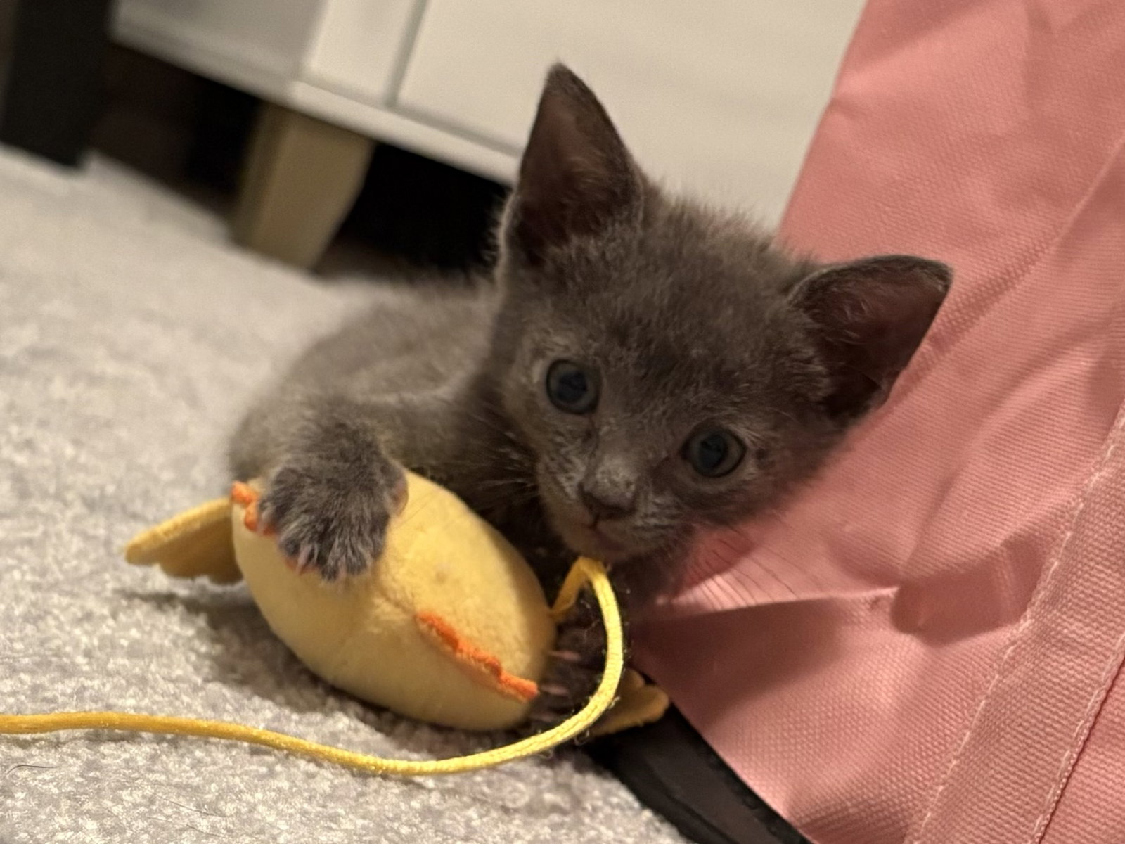 Selena's Bidi Bidi Bom Bom KITTEN Image