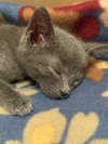 Selena's Bidi Bidi Bom Bom KITTEN