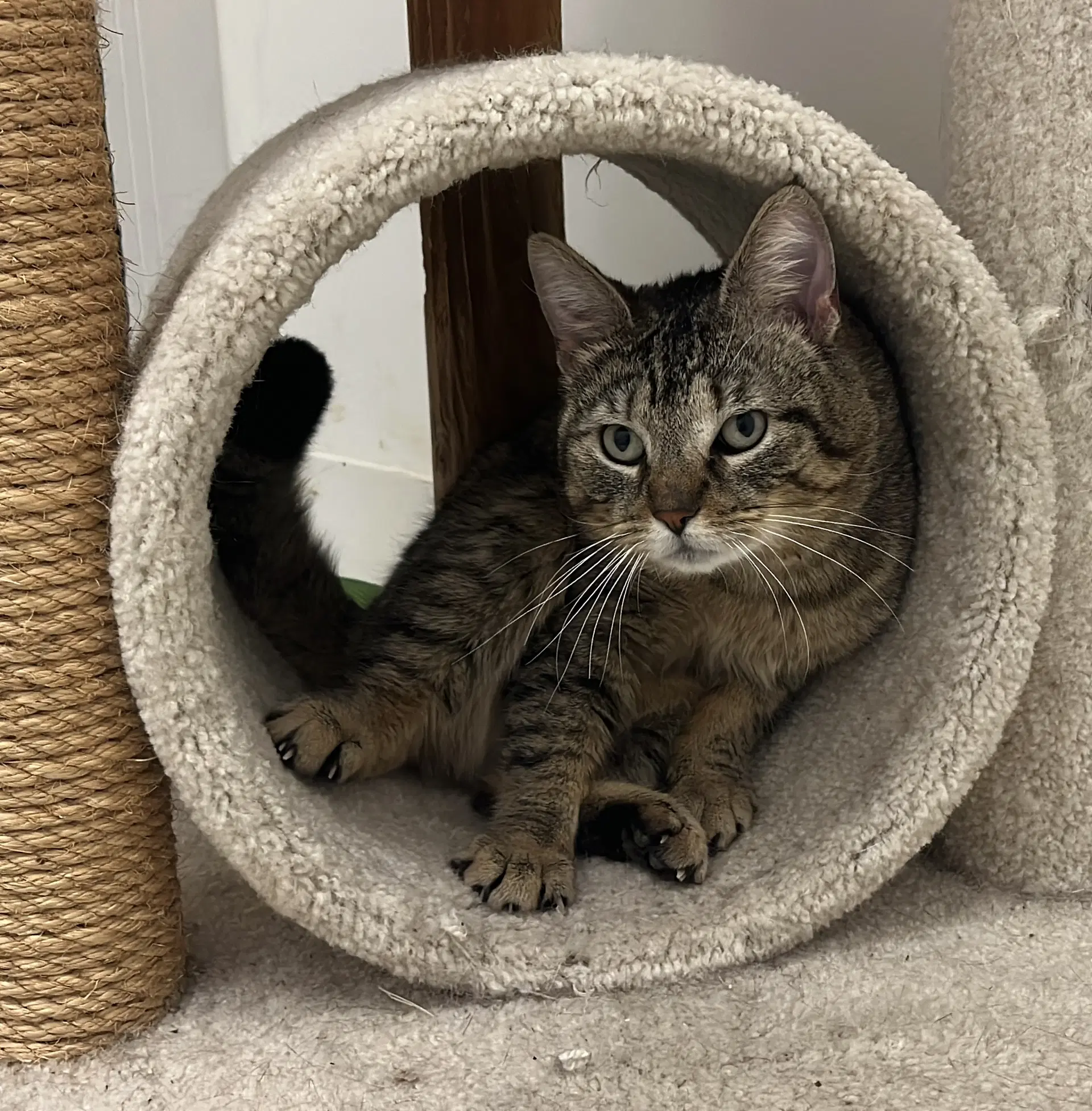 Stewart - Domestic Short Hair