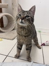 Stewart RM