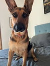 Sir Samson Lonestar