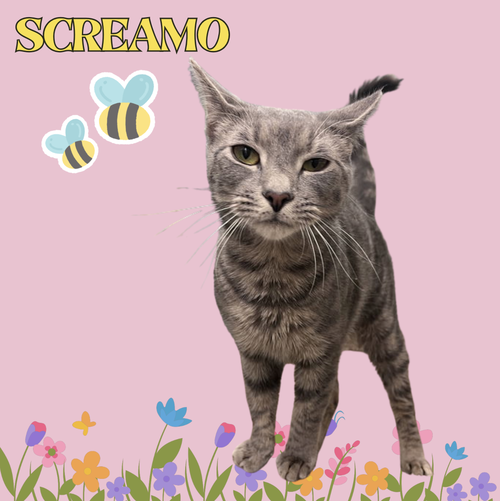 Screamo RM