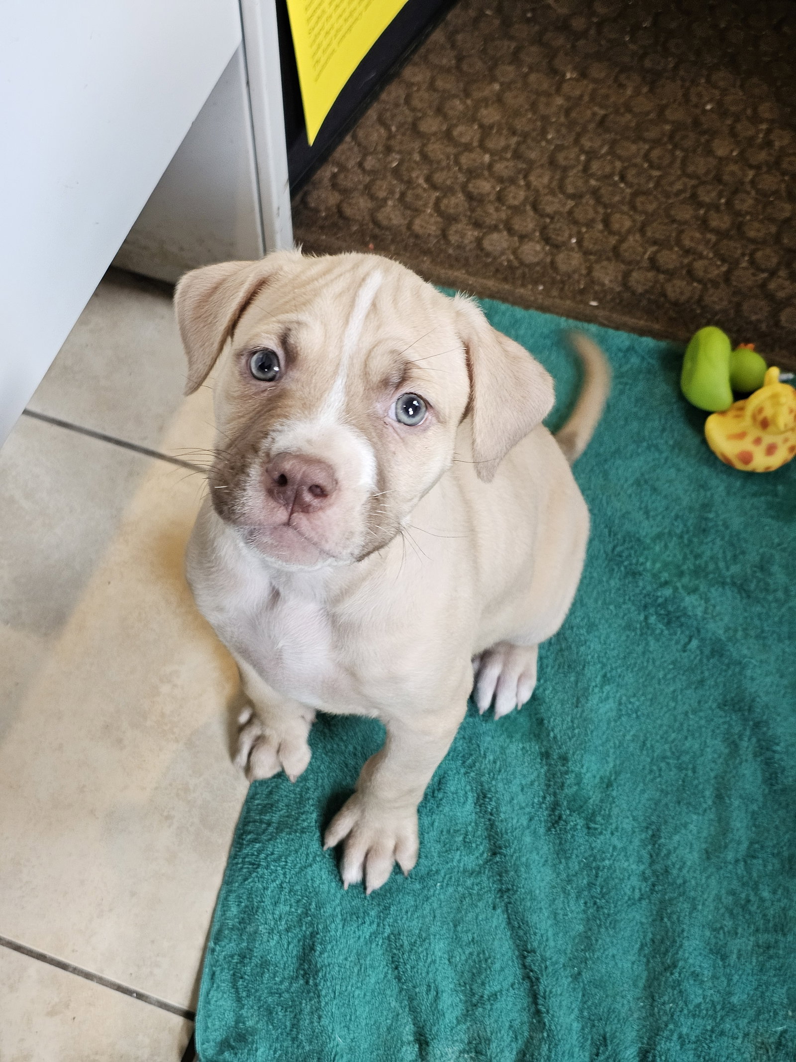 Brutus NJ Image