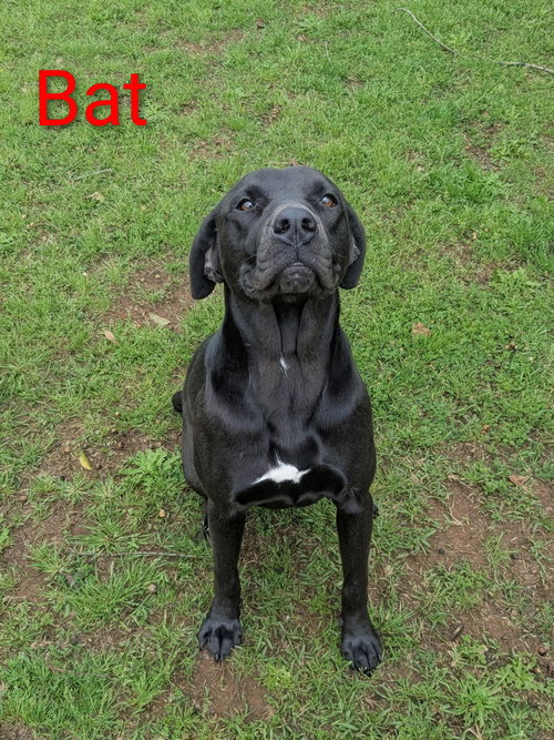 Bat Dixon