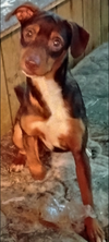 Penny SCAS