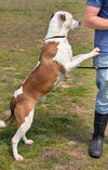 Buck SCAS