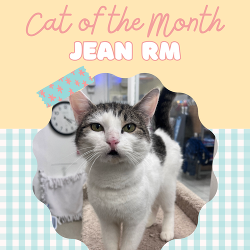 Jean RM, an adoptable Domestic Short Hair in Rockaway, NJ