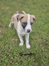 Gumbo Lonestar