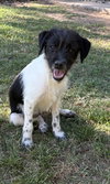 Cosmo Lonestar