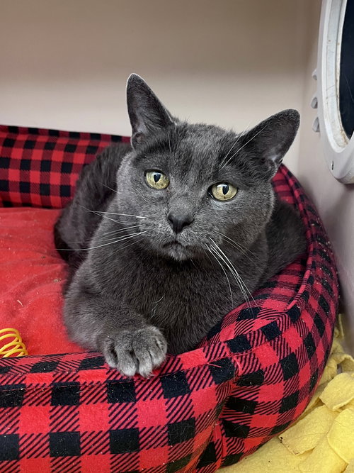 Kirby RM, Senior Domestic Short Hair (short coat), cat for adoption in Clifton, New Jersey