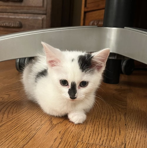 Jean's Sansa KITTEN
