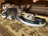 Jean's Sansa KITTEN