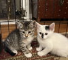 Jean's Sansa KITTEN