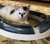 Jean's Sansa KITTEN