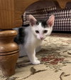 Jean's Jon Snow KITTEN