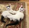 Jean's Aria KITTEN