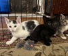 Jean's Theon KITTEN
