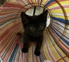 Jean's Theon KITTEN