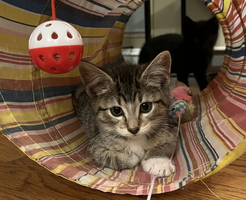 Jean's Daenyris KITTEN