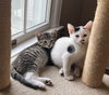 Jean's Daenyris KITTEN