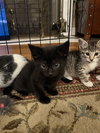 Jean's Daenyris KITTEN