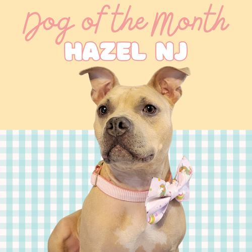 Hazel NJ, an adoptable Pit Bull Terrier in Rockaway, NJ