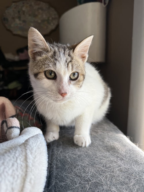 Bartholomeow KITTEN