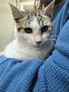 Bartholomeow KITTEN