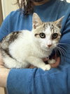 Bartholomeow KITTEN