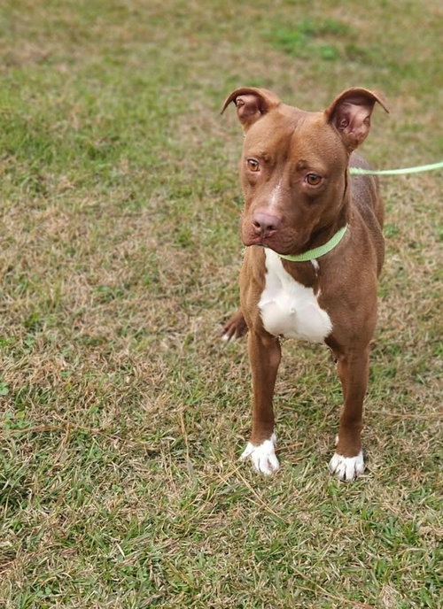 Rosie Louisiana