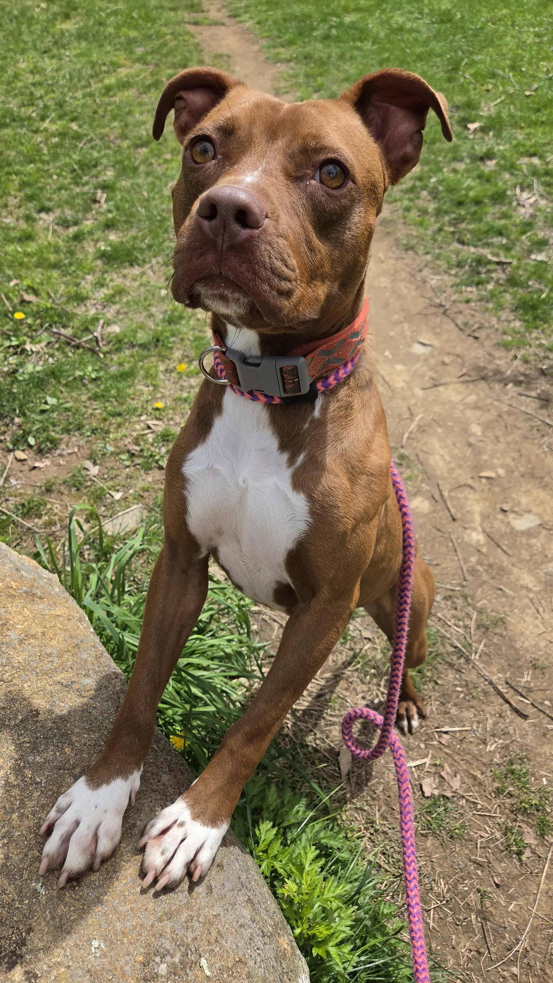 Rosie Louisiana - Pit Bull Terrier