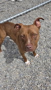 Rosie Louisiana