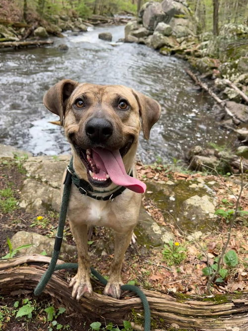 Grayson Louisiana, an adoptable Plott Hound in Rockaway, NJ