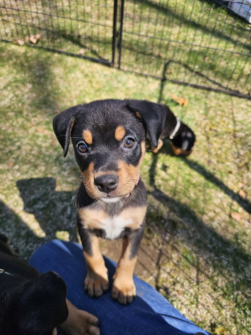 Daffodil Newark, an adoptable Bernese Mountain Dog in Rockaway, NJ